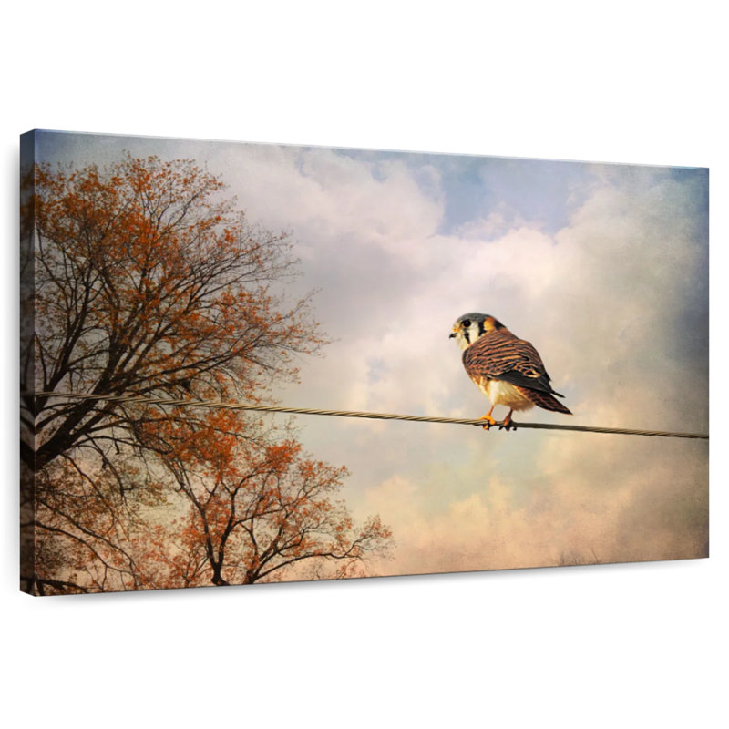 Brampt American Kestrel In Autumn