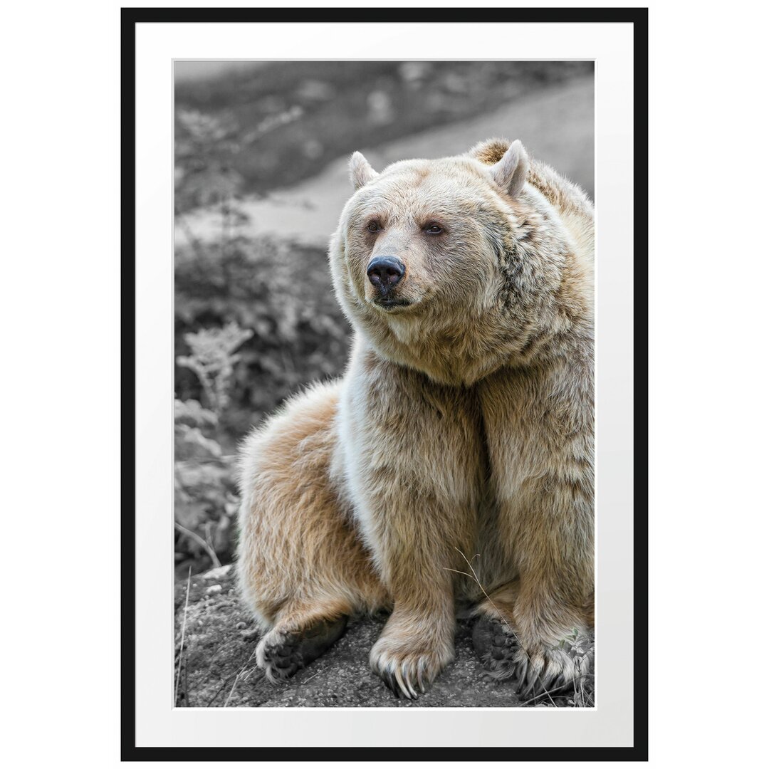 Gerahmtes Poster Grizzlybär Bär auf Stein