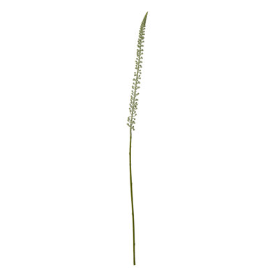 Eremurus Stem