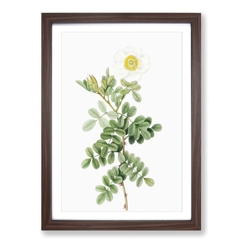 Macartney Rose in White by Pierre-Joseph Redoute - Picture Frame Painting Print, 48cm H x 36cm W x 2cm D, Walnut Framed