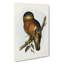 Rufous Owl by Elizabeth Gould - Wrapped Canvas Print-55324370