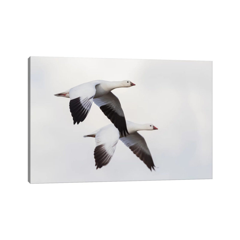 Ross's Geese by Ken Archer - Gallery-Wrapped Canvas Giclée on Canvas, 20.32 cm H x 30.48 cm W, Canvas