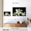 Lys blancs frais Harnek-107497866