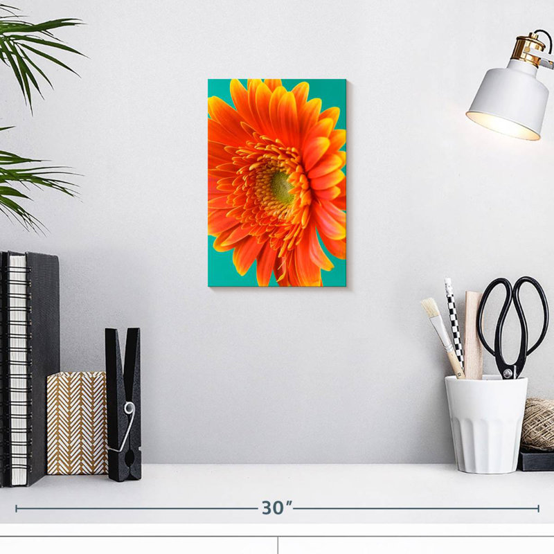 Harnek orange Gerbera Daisy II, H 12 po x l 8 po