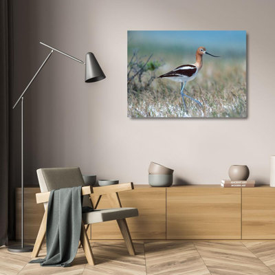 Alcott Hill® Fitzharris, Tim Gallery Wrapped Canvas Art Titled: American Avocet
