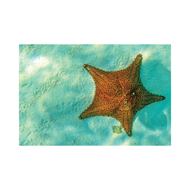 Starfish In Sea With Copy Space by Susan Schmitz - Wrapped Canvas Gallery-Wrapped Canvas Giclée, 20.32 cm H x 30.48 cm W