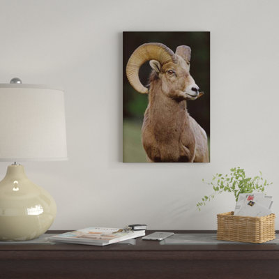 « bighorn mouton masculin, banff national park, alberta, canada », reproduction de photo sur toile
