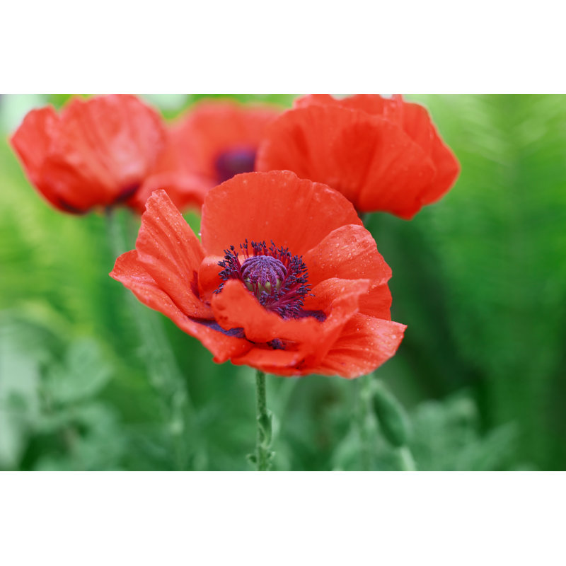 Red Poppy Flower Papaver Symbol Of Remembrance Or Poppy Day by Julia_Sudnitskaya - Wrapped Canvas Print