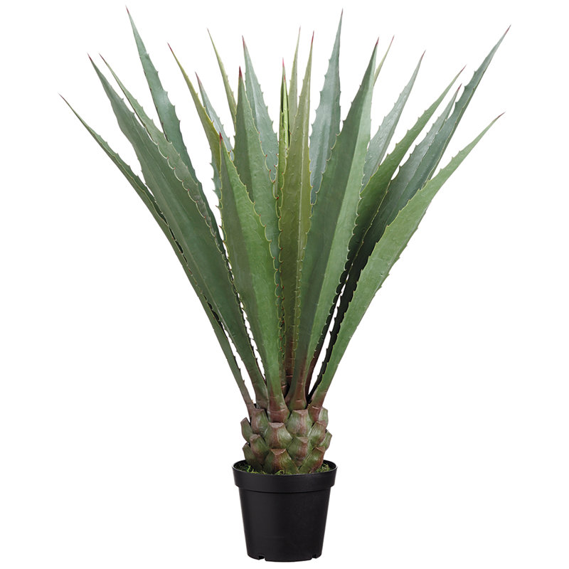 Agave Americana 48 po en pot