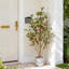 120cm Plant