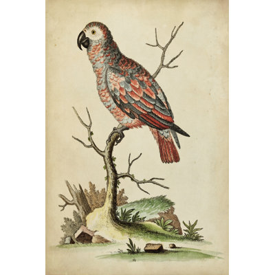 Paradise Parrots IV - Wrapped Canvas Print