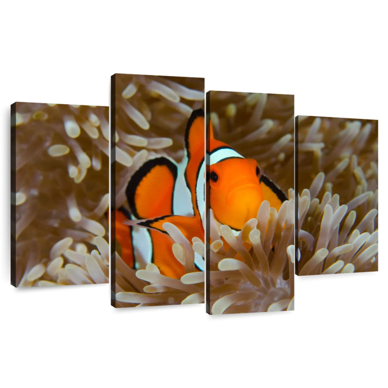 Bramem Wakatobi Anemonefish Pet