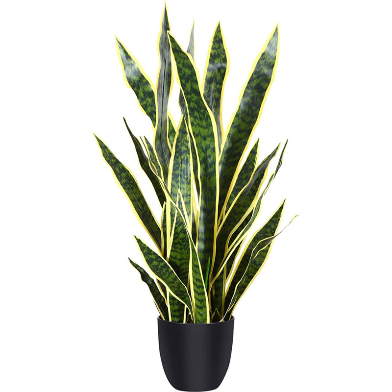35 po Snake Plant en pot
