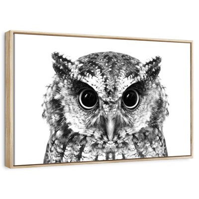 Bewitching Owl