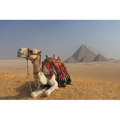 Chameau devant les pyramides de Mura