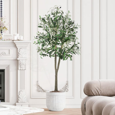 150cm Plant