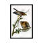 « red-épaulee hawk » par john james audubon, reproduction d’art sur toile-774591317-719765892-774591318