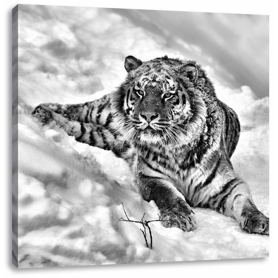 Leinwandbild Amur Tiger im Schnee