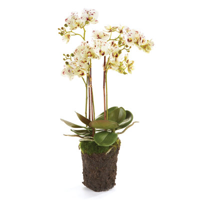 Conservatory Phalaenopsis Drop-in