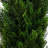 Mini Cedar Pine Artificial Tree-33247202