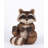 Raccoon Sitting