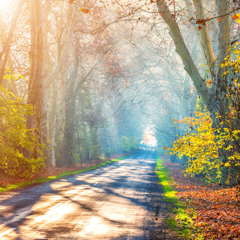 Autumn Road by Gehringj - Wrapped Canvas Print, 122cm H x 122cm W