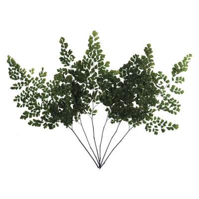 6 plantes