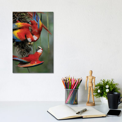 Scarlet Macaw Trio Feeding On Palm Fruits, Costa Rica 1 Piece Wall Art on Canvas