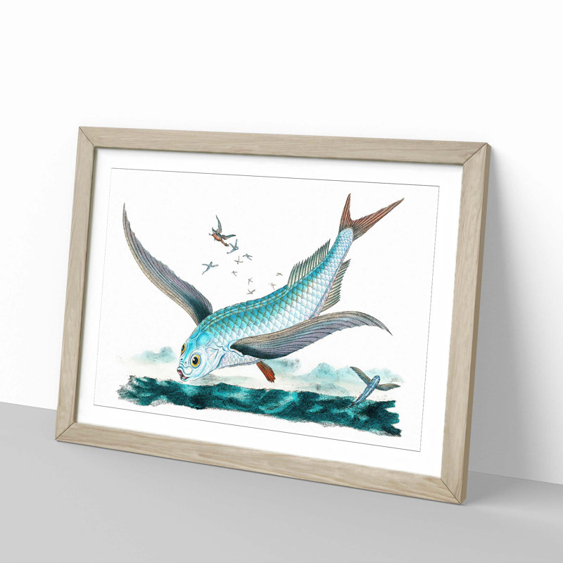 Flying-Fish by Edward Donovan - Framed Print, 36cm H x 48cm W x 2cm D, Oak Framed