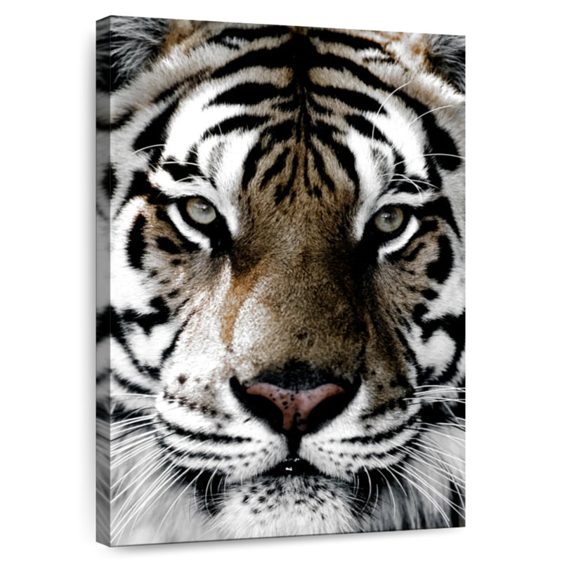 Brampt White Tiger Gaze, 51" H x 34" W