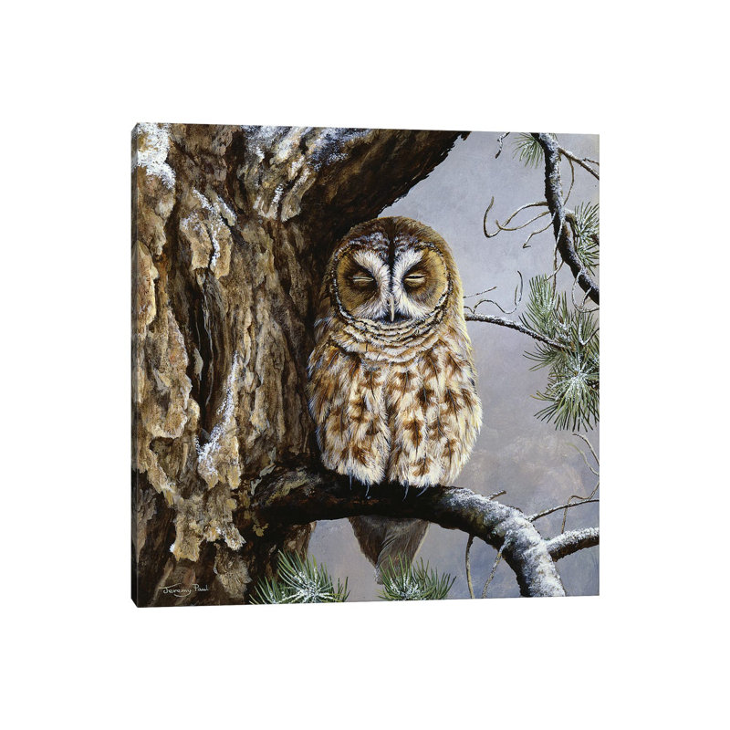 Half Asleep - Tawny Owl by Jeremy Paul - Painting on Canvas, 30.48cm H x 30.48cm W x 1.91cm D, Wrapped Canvas