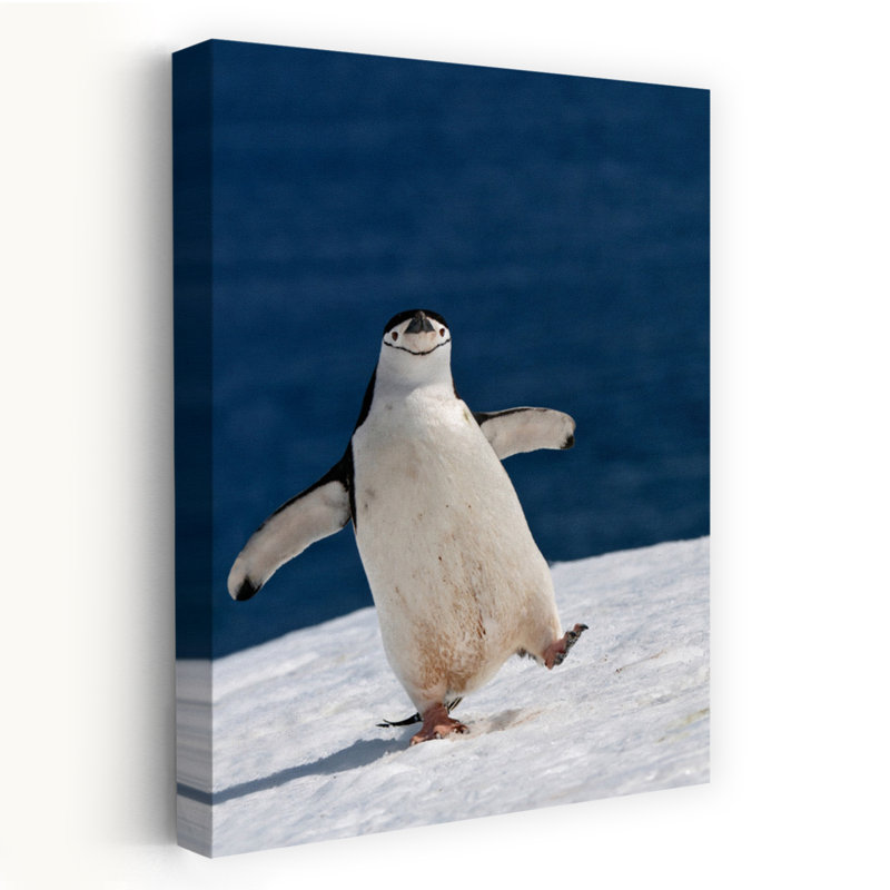Happy Chinstrap Penguin Playful Abstract Contemporary Bird Penguin Nature Ocean Wall Art Print by Sergey Kokinskiy - Wrapped Canvas Print