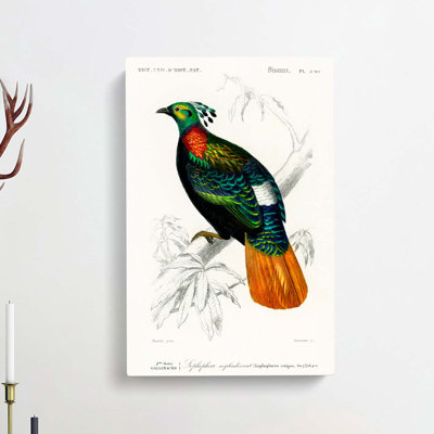 Himalayan Monal Bird by Charles D' Orbigny - Wrapped Canvas