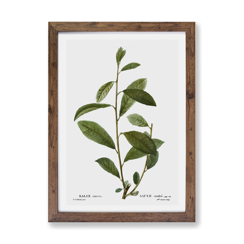Willow Tree Branch by Pierre-Joseph Redoute - Single Picture Frame Painting, 24cm H x 33cm W x 2cm D, Walnut