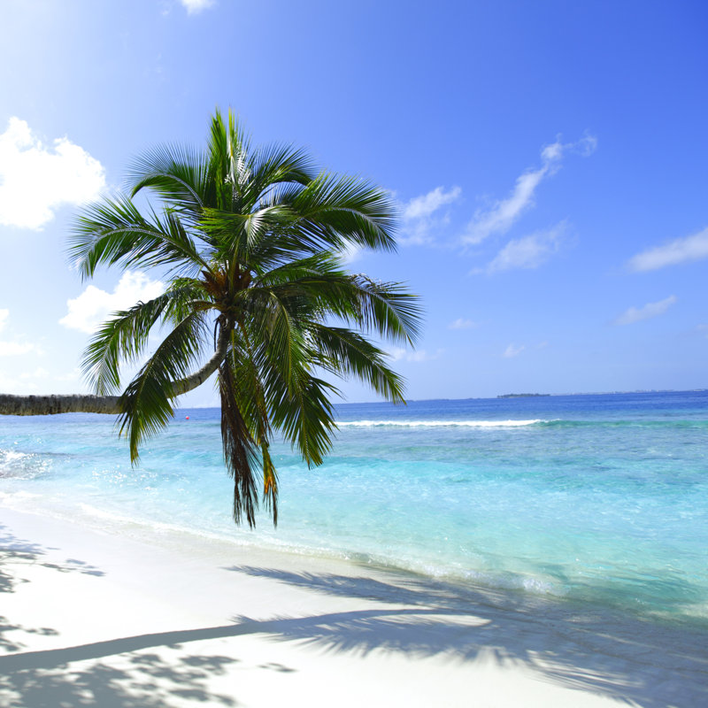 Palm on Beach - Photographie sur toile tendue, L 12 po x H 12 po