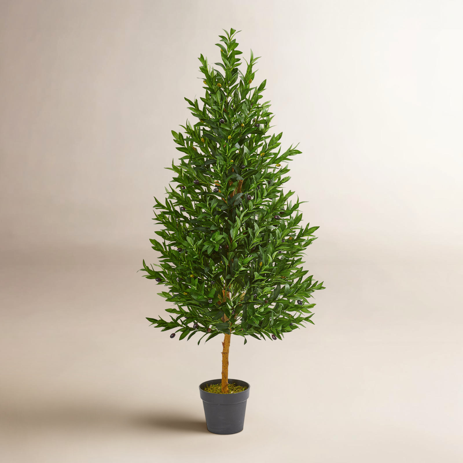 Carla 54" Olive Topiary in Pot