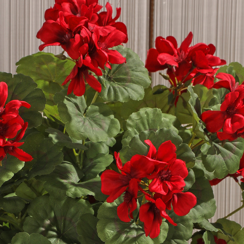 Plante géranium 27 po, Rouge