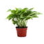 Live Golden Pothos Plant-49662251
