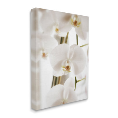 " Elegant White Orchid Petals " by Savanah Plank