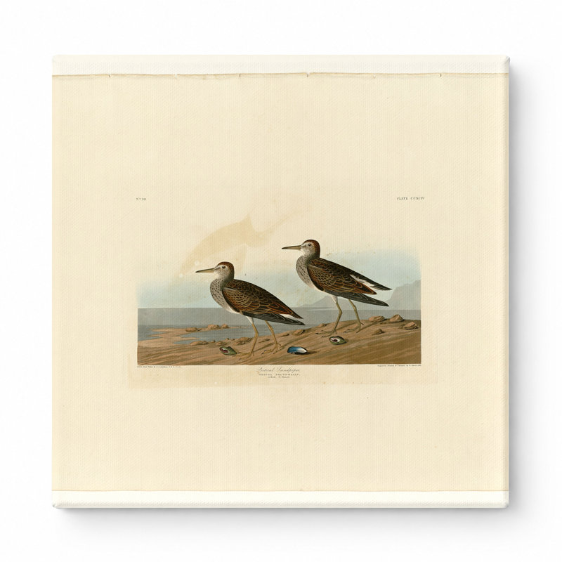 «Pector Sandpiper», planche 294 (1835) - art mural carré sur toile, 12" W x 12" H