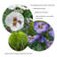 Artificial Faux Silk Pansies with Grasses/Conifer Topiary in a Terracotta Pot Patio Planter 60cm/23.5in-787352543-787352540