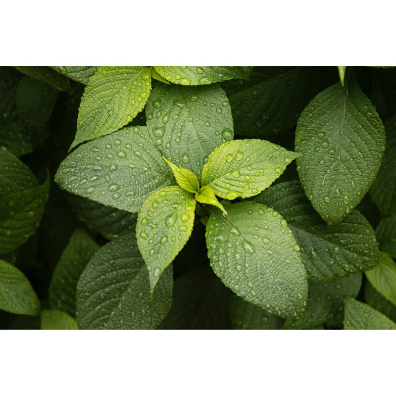Peppermint Eucalyptus Scented Jar Candle