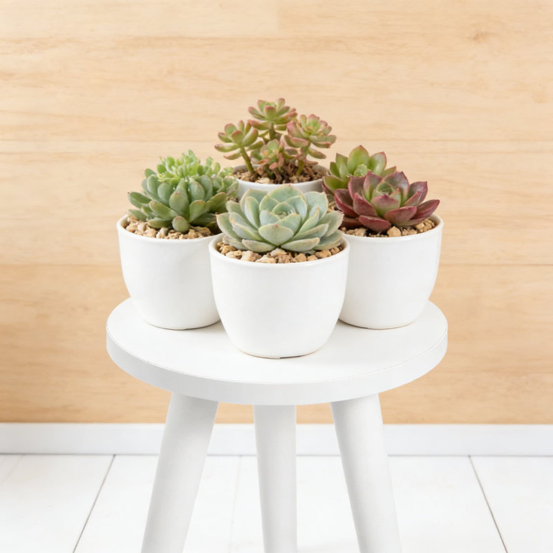 Support pour plante Mid-Century Modern