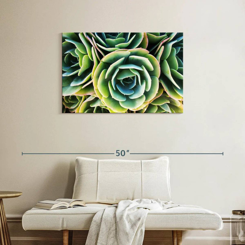 Rose succulente Harnek, H 24 po x l 36 po