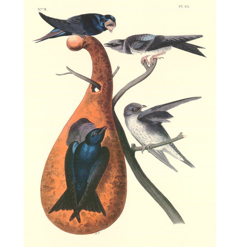 Purple Martin