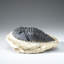 Genuine Single Metacanthina Issoumourensis Trilobite Fossil In Matrix (Large)