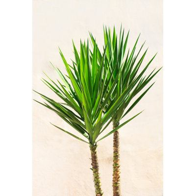 Vibrant Yucca Houseplant by Jannhuizenga