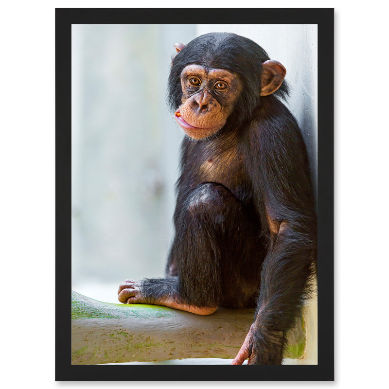 Ape Monkey Cute Baby Chimpanzee - Single Picture Frame Print