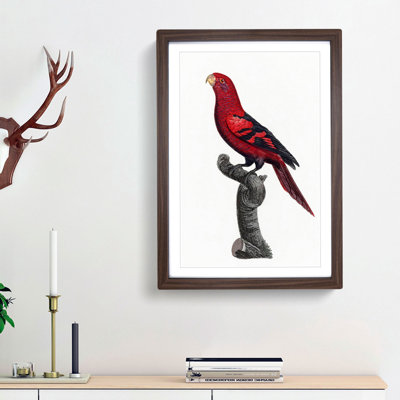 A Violet-Necked Lory by F. Levaillant - Framed Print