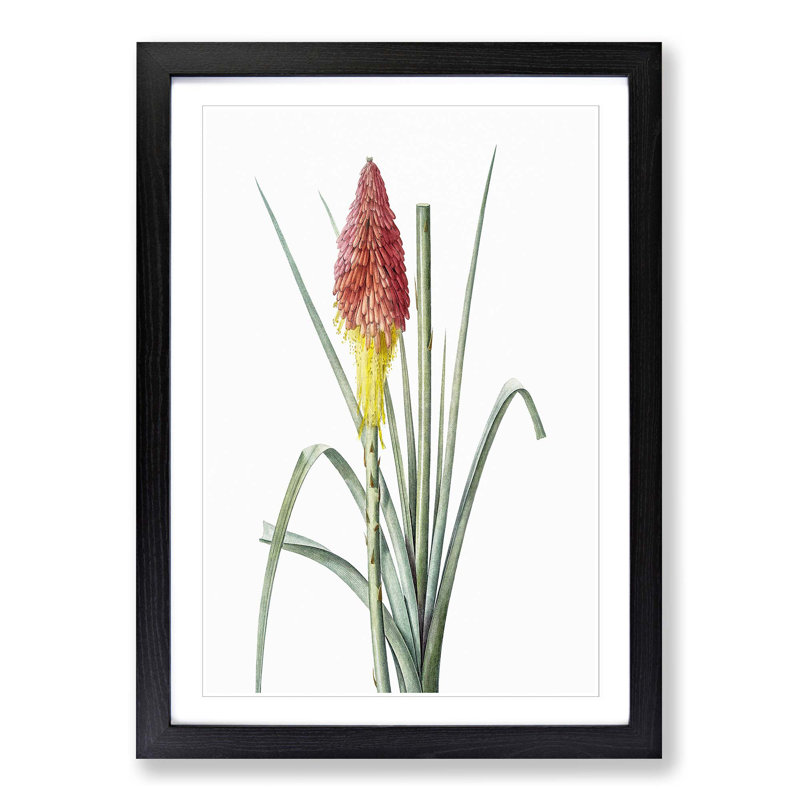 Red Hot Poker Flower by Pierre-Joseph Redoute - Picture Frame Painting Print, 48cm H x 36cm W x 2cm D, Black Framed